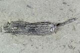 Pair Of Lanecrinus Crinoids - Crawfordsville, Indiana #94778-4